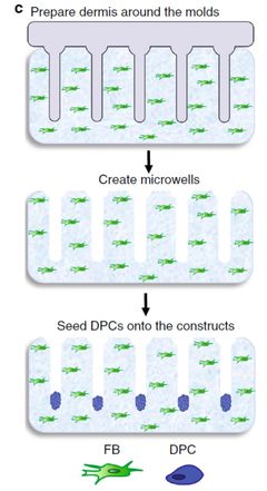 3D打印毛囊突破性進(jìn)展 '頭發(fā)工廠'將為禿頂帶來(lái)新希望